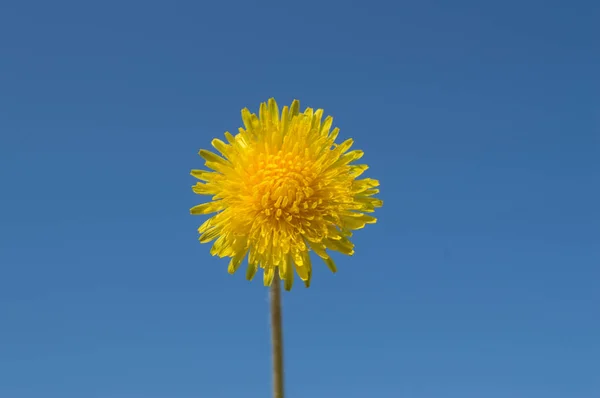 Żółty mniszek lekarski na tle niebieskiego nieba — Zdjęcie stockowe