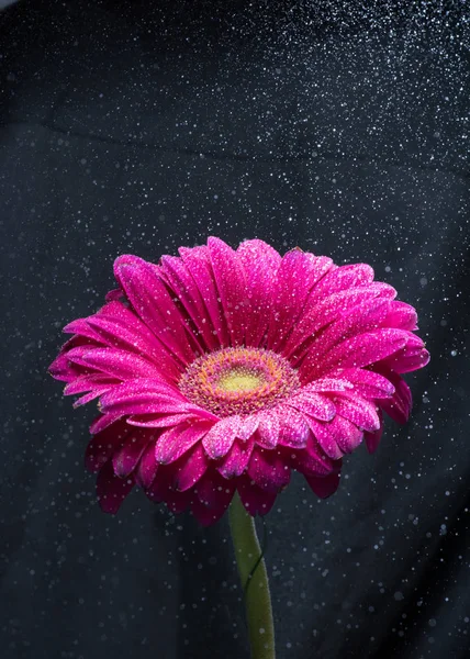 Water spray over red gerbera flower, black background