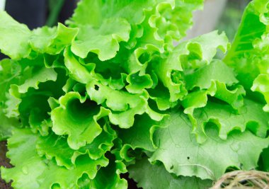 Taze yeşil salata yakın çekim. Sağlıklı bir diyet ve vegans kavramı