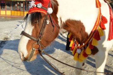 Beyaz yele ile kahverengi at hood tribünlerde Park açık havada, gülümseme, mizah sürme kırmızı giymiş