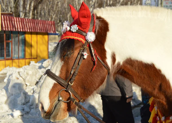 Cavallo marrone con criniera bianca vestita di cappuccio rosso si trova nel parco all'aperto, sorriso, umorismo — Foto Stock