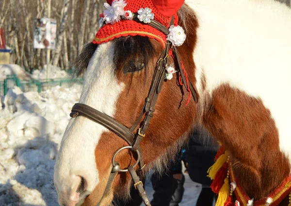 Cavalo castanho com crina branca vestida de capuz de equitação vermelho fica no Parque ao ar livre, sorriso, humor — Fotografia de Stock