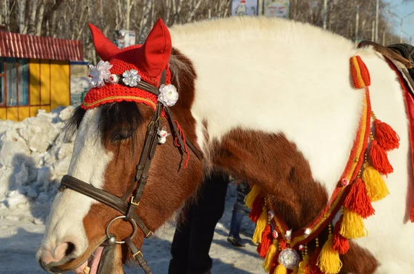 Cheval brun avec crinière blanche vêtue de capuche rouge se tient dans le parc à l'extérieur, sourire, humour — Photo