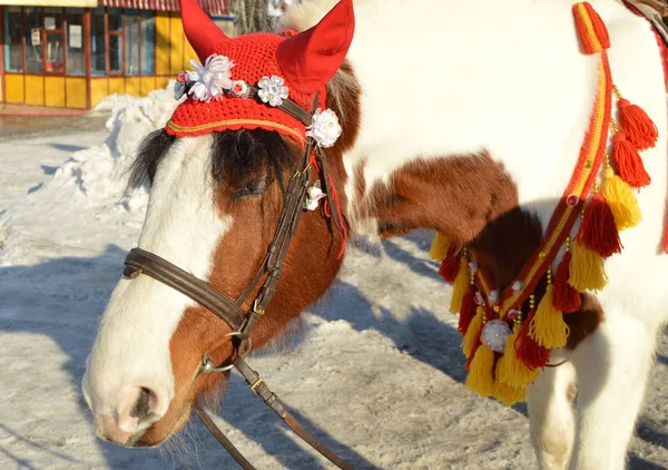 Коричневий кінь з білим Мане, одягнені в червоний їзда капот стенди в парку на відкритому повітрі, усмішка, гумор — стокове фото