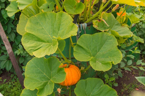 Oranje pompoen onder de groene bladeren en wimpers groeit in de tuin in de buurt van het vat — Stockfoto