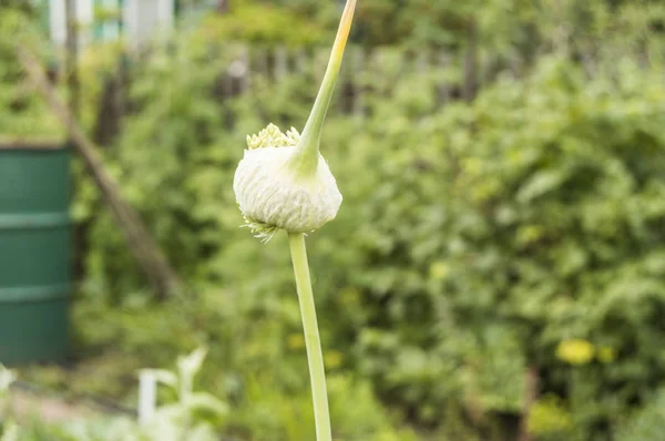 Magok a fokhagyma a nyíl az izzó, növekvő zöldség a kertben — Stock Fotó