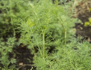 Taze genç yeşil dereotu Bahçe, seçici odak büyüyen