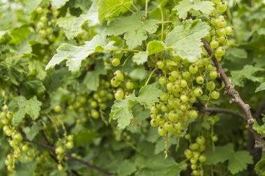 Bush üzerinde asılı bir güneşli yaz günü bahçede olgunlaşmamış kuş üzümü