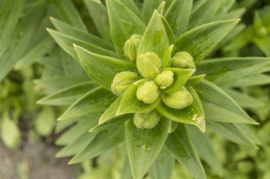 Lily, üstten görünüm kök üzerinde yeşil tomurcukları kapalı