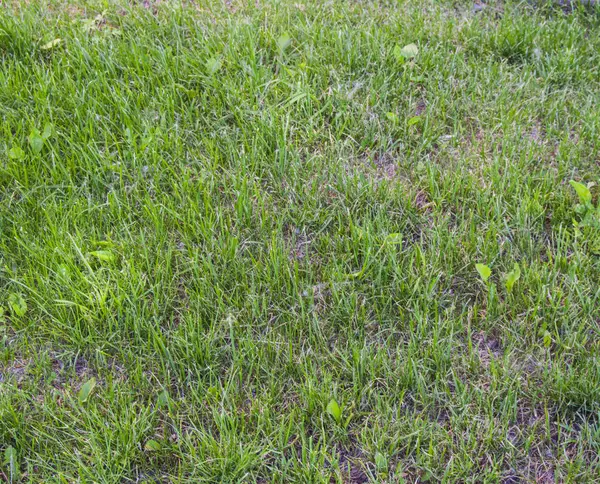 Jonge groene gras gekiemde op het gazon in het vroege voorjaar ongelijk — Stockfoto