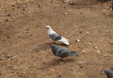 İlkbahar veya sonbaharda Park sarı çim, kuş koruma ve çevre sorunları City güvercin yürür