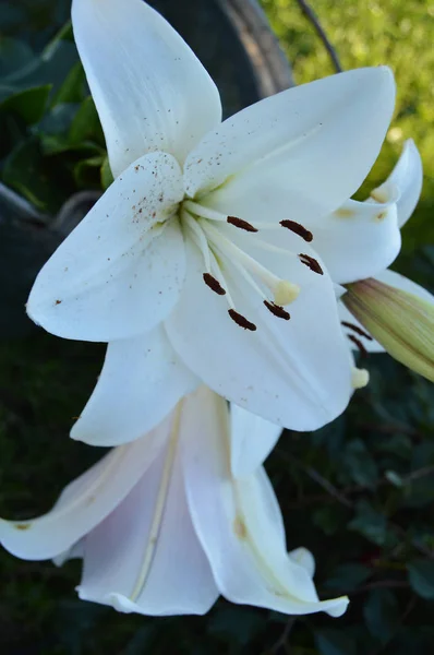 Vit Royal Lily blommade i trädgården på en solig sommardag — Stockfoto
