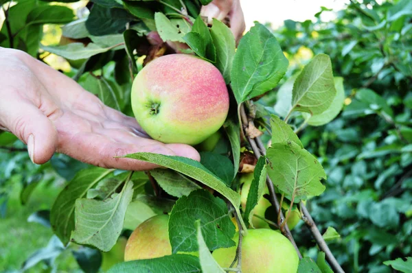 Frau hält einen reifen Apfel in der Handfläche, vor dem Hintergrund grüner Zweige am Baum — Stockfoto