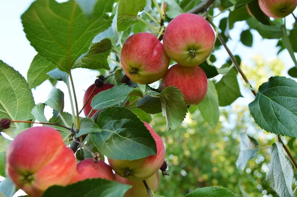 Rote reife Äpfel hängen im Garten an einem Ast von Apfelbäumen gegen den Himmel — Stockfoto