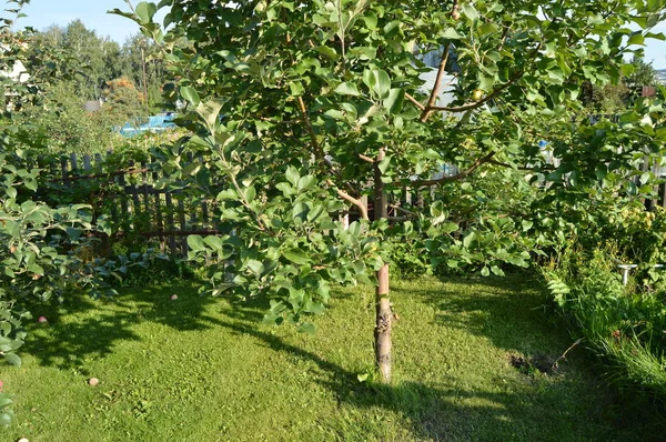 Äppelträd med äpplen som växer i trädgården på bakgrund av gräs och ett trästaket — Stockfoto