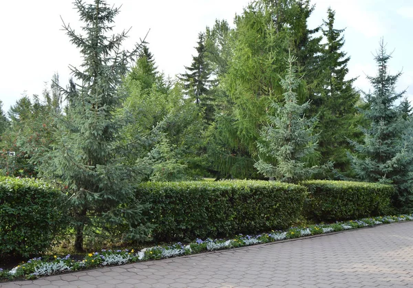 Exactly trimmed bushes along the alley in the city Park — Stock Photo, Image