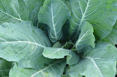 Karnabahar, toprakta büyüyen genç bir sebze bitki yeşil yaprakları