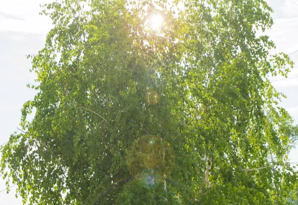 Береза, зелене листя дерева в ранковому сонячному світлі — стокове фото