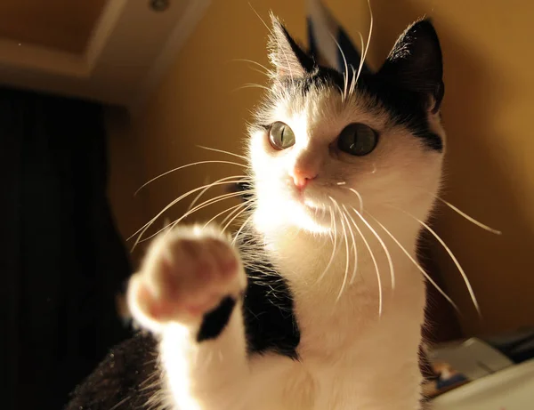 Mignon blanc noir chat jouer et tend sa patte — Photo