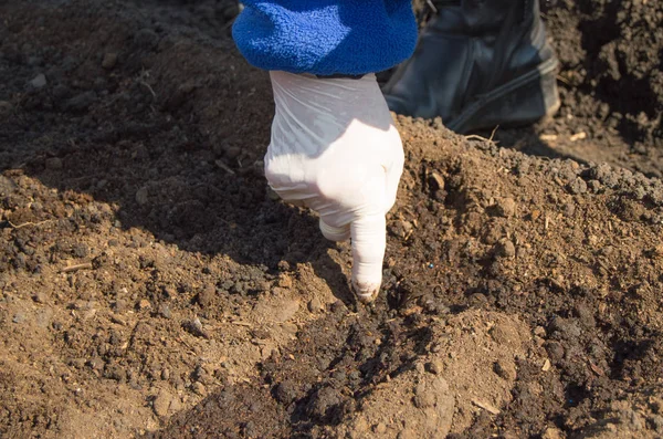 An elderly woman in rubber gloves sows seeds in the soil in her garden — Stock Photo, Image