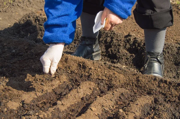 An elderly woman in rubber gloves sows seeds in the soil in her garden — Stock Photo, Image