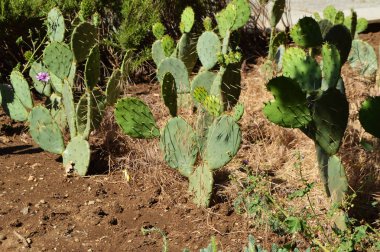Büyük kaktüsler, Botanik Bahçesi 'ndeki doğal ortamlarında, toprakta, parlak güneş ışığında yetişir.