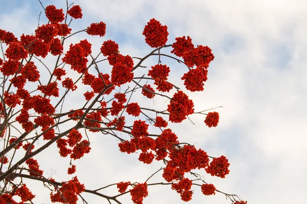 Cúmulos rojos de ceniza de montaña congelada de invierno sobre fondo azul del cielo, fondo de Navidad de invierno, espacio de copia — Foto de Stock