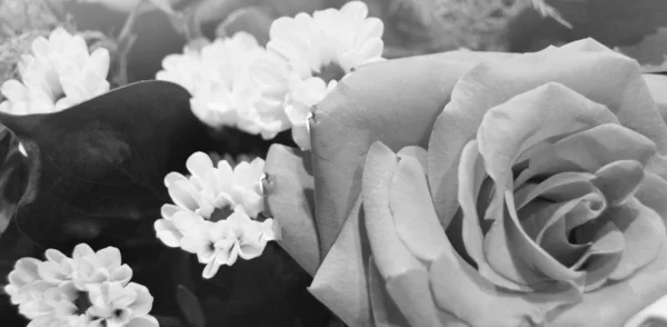 Baner internetowy Panorama kwiatowy tło poziome układanie z róż i chryzantemy, kolor czarno-biały z przestrzeń kopiowania powyżej — Zdjęcie stockowe
