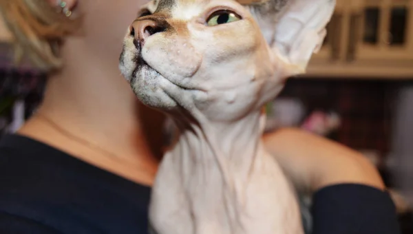 Funny bald cat Sphinx on the hands of a young woman, keeping a hypoallergenic cat in the house, protection from allergies — Stock Photo, Image