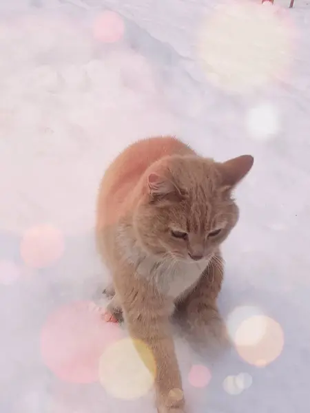 Χνουδωτή Κόκκινη Γάτα Κάθεται Στο Χιόνι Χειμώνα — Φωτογραφία Αρχείου