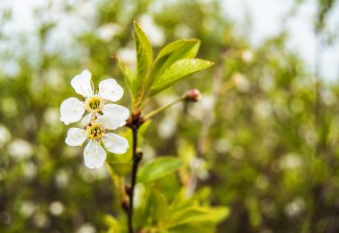 Beyaz pembe çiçekli kiraz dalı güneşli bir günde, bir bahar günü parkta açar.