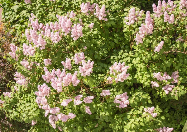 Vista dall'alto dei cespugli fioriti di delicato lilla rosa che crescono all'aperto, nel Parco in primavera — Foto Stock