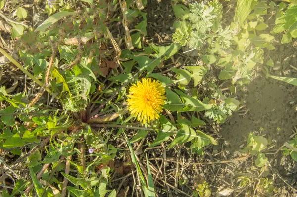 Uma flor de dente de leão amarelo na grama verde em um dia de primavera ensolarado brilhante. Close-up, espaço de cópia para texto — Fotografia de Stock