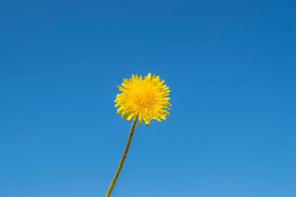 Florescendo dente-de-leão amarelo contra um céu azul em um dia ensolarado de verão, conceito de ecologia, cópia do espaço — Fotografia de Stock