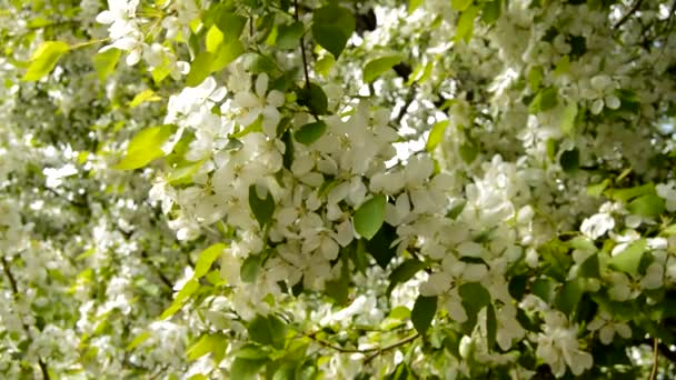 Fehér virágzó alma ágak tavasszal, enyhe széllel. Közelkép egy mozgó ágról. Almaág virágzik tavasszal egy napsütéses napon — Stock videók