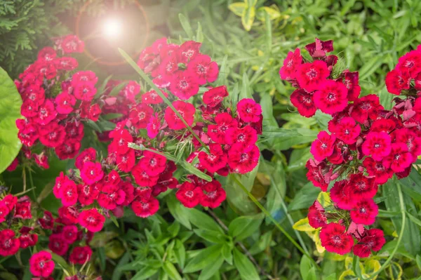 Λουλούδι Dianthus chinensis κόκκινο κινέζικο γαρύφαλλο, μεγαλώνει σε ένα παρτέρι στο ύπαιθρο, σε μια ηλιόλουστη μέρα του καλοκαιριού, φως και λάμψη — Φωτογραφία Αρχείου