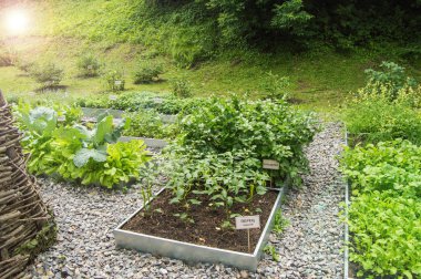 Example of growing herbs on a vegetable bed of arugula, dill, chard, on the name plates in Russian. Open ground, sunlight, summer day. Apothecary garden
