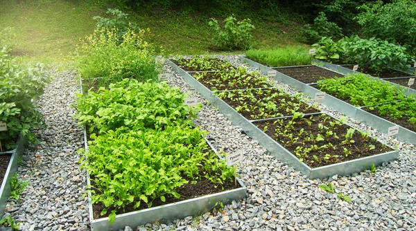 Example of growing herbs on a vegetable bed of arugula, dill, chard, on the name plates in Russian. Open ground, sunlight, summer day. Apothecary garden
