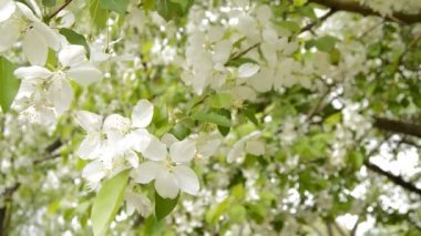 Baharda bahçede çiçek açan güzel Apple dalları. Güzel beyaz çiçekler açıyor, güneş yaprakların arasından parlıyor..