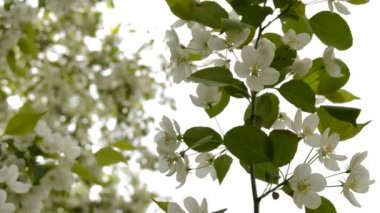 Baharda bahçede çiçek açan güzel Apple dalları. Güzel beyaz çiçekler açıyor, güneş yaprakların arasından parlıyor..