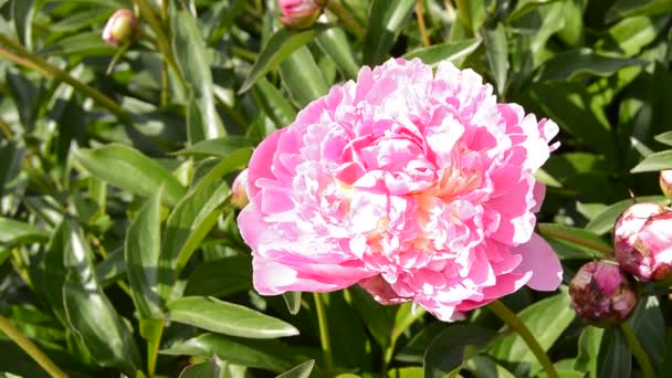 Blommande Pion Bush Med Rosa Blommor Strålande Solljus Vid Middagstid — Stockvideo