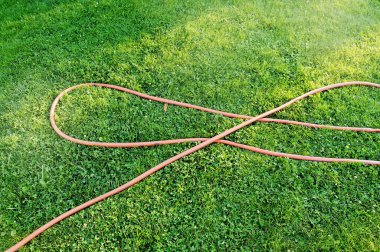 Güneşli bir yaz gününde sade yeşil çimlerde sulamak için kauçuk hortum.