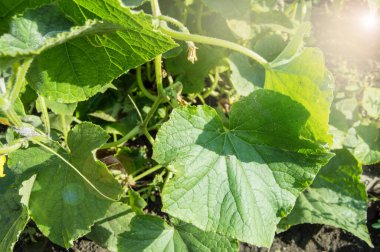 A young cucumber plant with a whip and an ovary of fruits grows in the garden, sunlight, light
