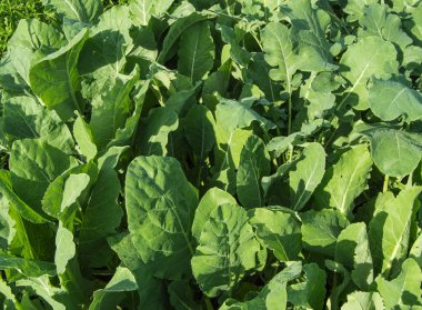 Growing seedlings of young cabbage in the garden outdoors, sunlight