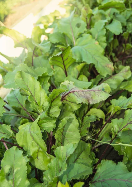Органические зелено-красные молодые листья свеклы крупным планом на растительном ложе, свекловичное растение, растущее на фоне почвы в солнечный летний день — стоковое фото