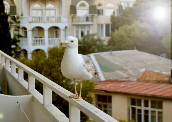 Uma gaivota na varanda implora por comida, no fundo um edifício e montanhas, a vida da cidade, a costa do mar, o pôr do sol — Fotografia de Stock