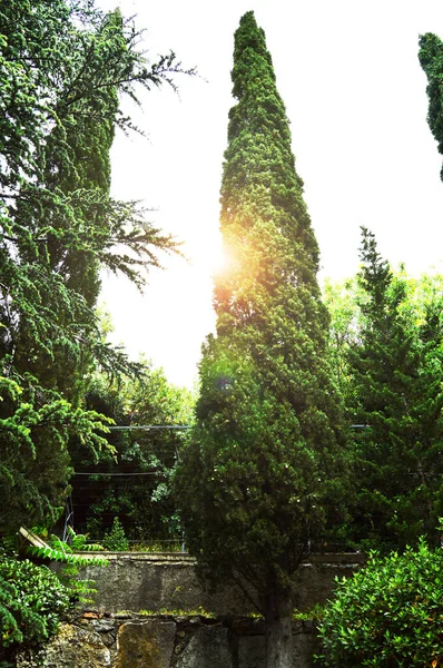 Vista inferior de esbeltos cipreses altos y resplandor solar, a través de los árboles, plano vertical — Foto de Stock