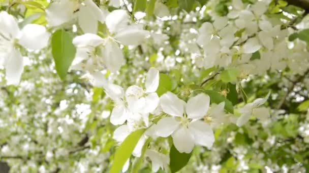 春には庭に美しいリンゴの枝が咲きます 美しい白い花が咲き 葉を通して太陽が輝きます — ストック動画