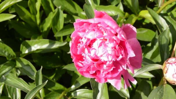 Blommande Pion Bush Med Rosa Blommor Strålande Solljus Vid Middagstid — Stockvideo