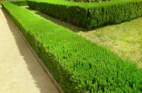 Свіжа Рослина Розмарину Садовій Межі Біля Зеленого Газону Сонячний Літній — стокове фото